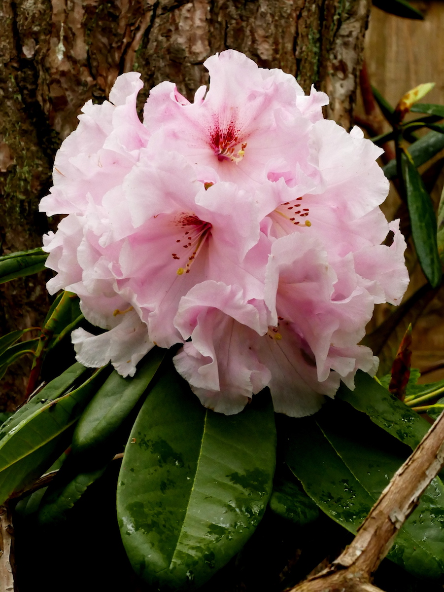 Charlotte de Rothschild